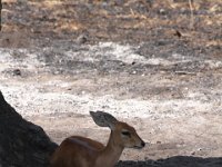Marion, Romane South Africa 2014 (33 of 63) : KNP Satara area, Marion visit